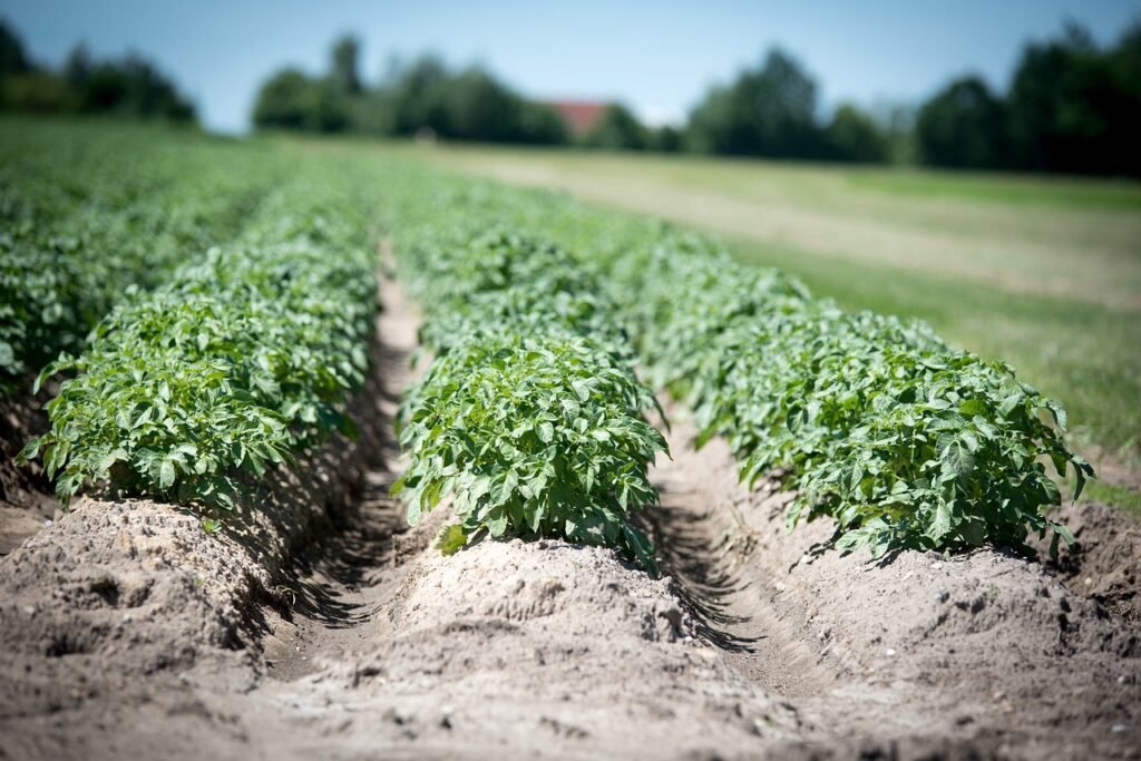 agriculture, potato, crop-2654157.jpg