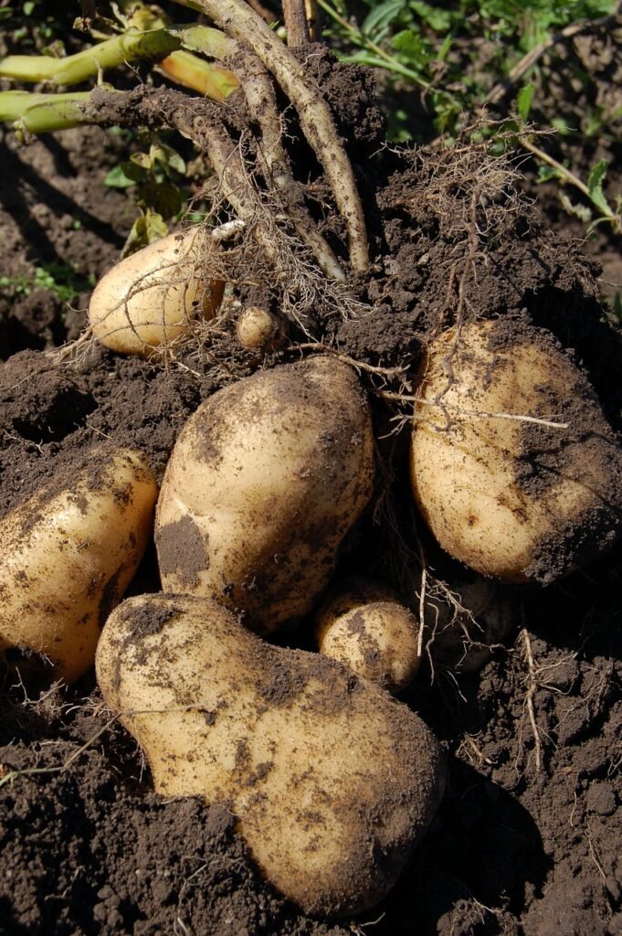 potato, land, fruit-1637285.jpg