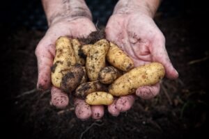 potatoes, nature, harvest-5675693.jpg